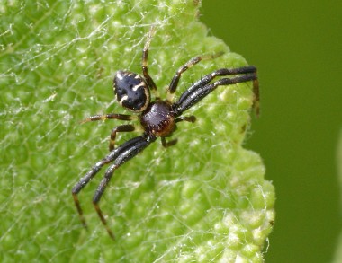 mâle de Synema globosum