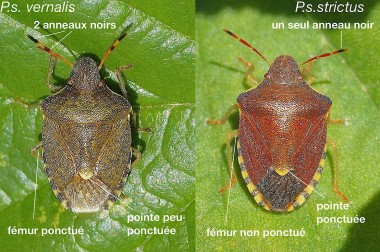 les deux sous-espèces