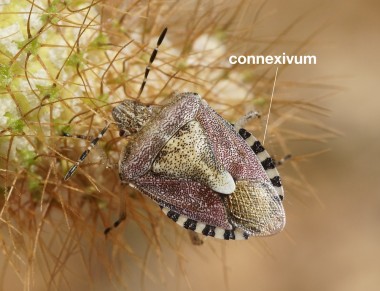 connexivum
