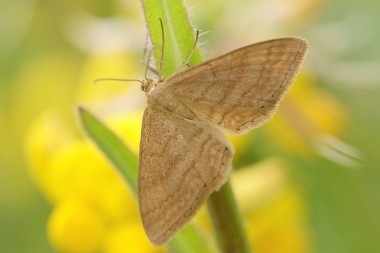 Idaea ochrata