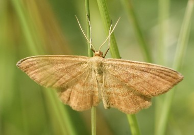 l'acidalie ocreuse
