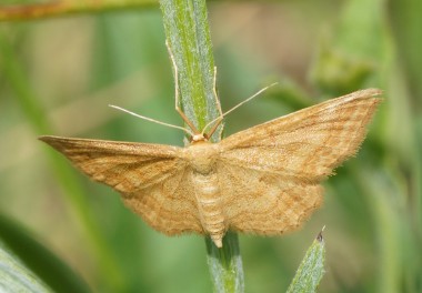 Idaea ochrata