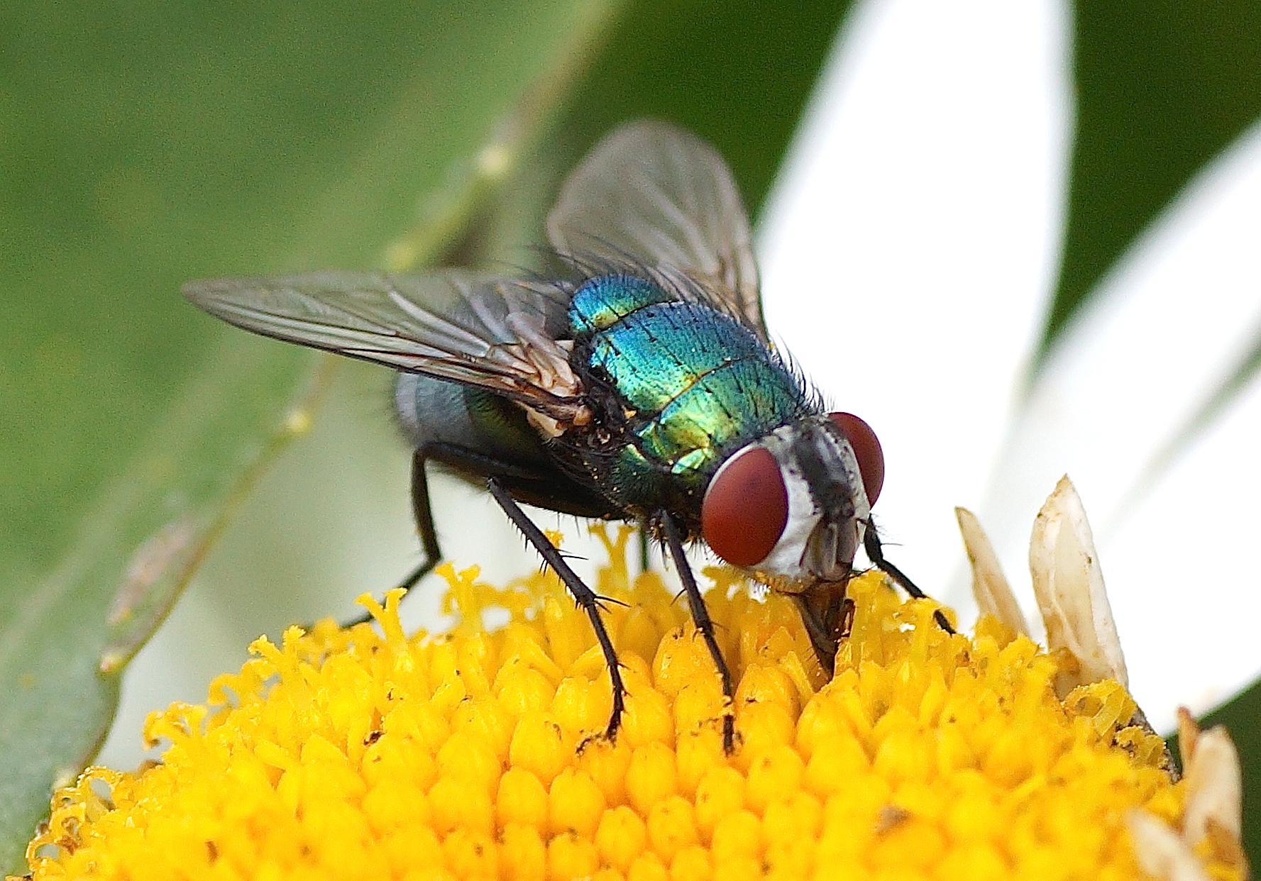 Quel est le bruit de la mouche ?