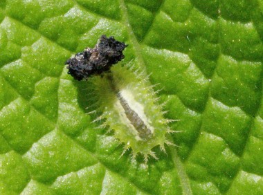 larve de Cassida sp.