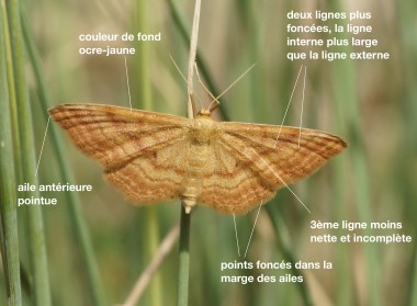 Idaea ochrata