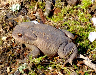 crapaud commun