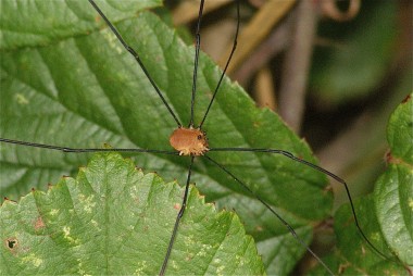 Leiobunum rotundum