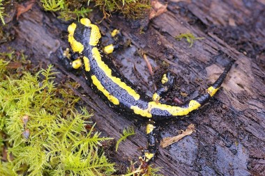 Salamandra salamandra