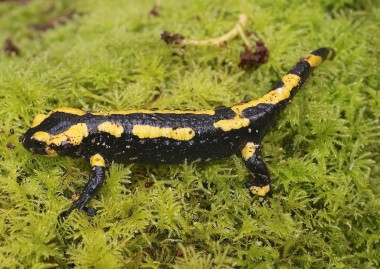 la salamandre tachetée
