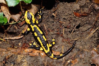 Salamandra salamandra