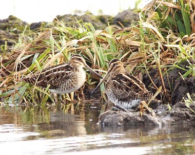 Gallinago-gallinago