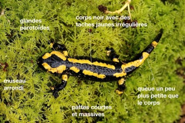 Salamandra salamandra