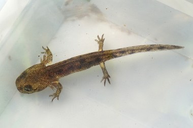 larve de salamandre