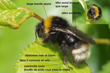 Bombus sylvestris