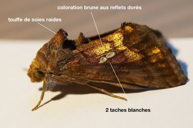 Chrysodeixis chalcites