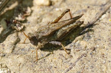 Tetrix subulata