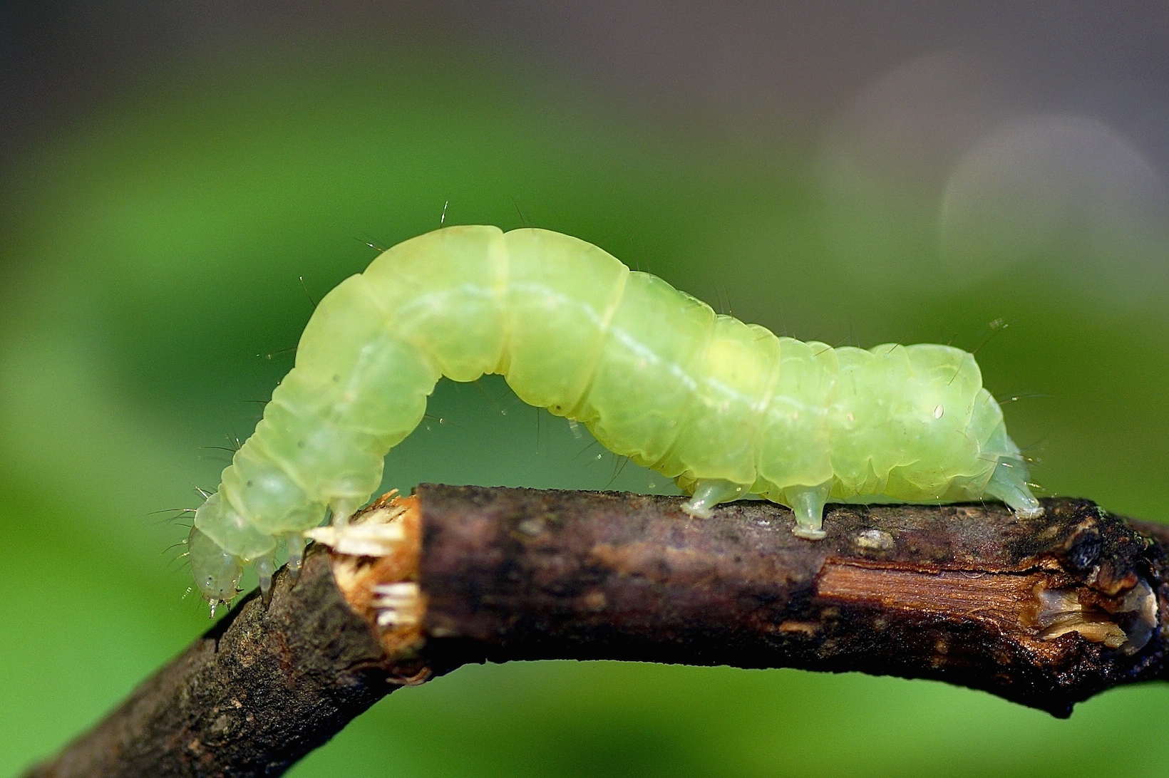 Quel papillon donne les chenilles vertes ?