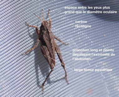 Tetrix subulata