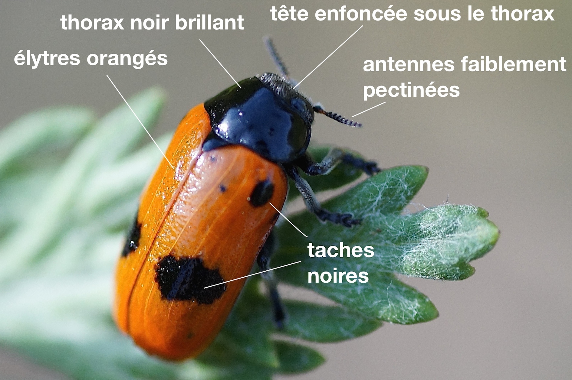 Insecte Qui Ressemble à Une Coccinelle Marron www.quelestcetanimal.com