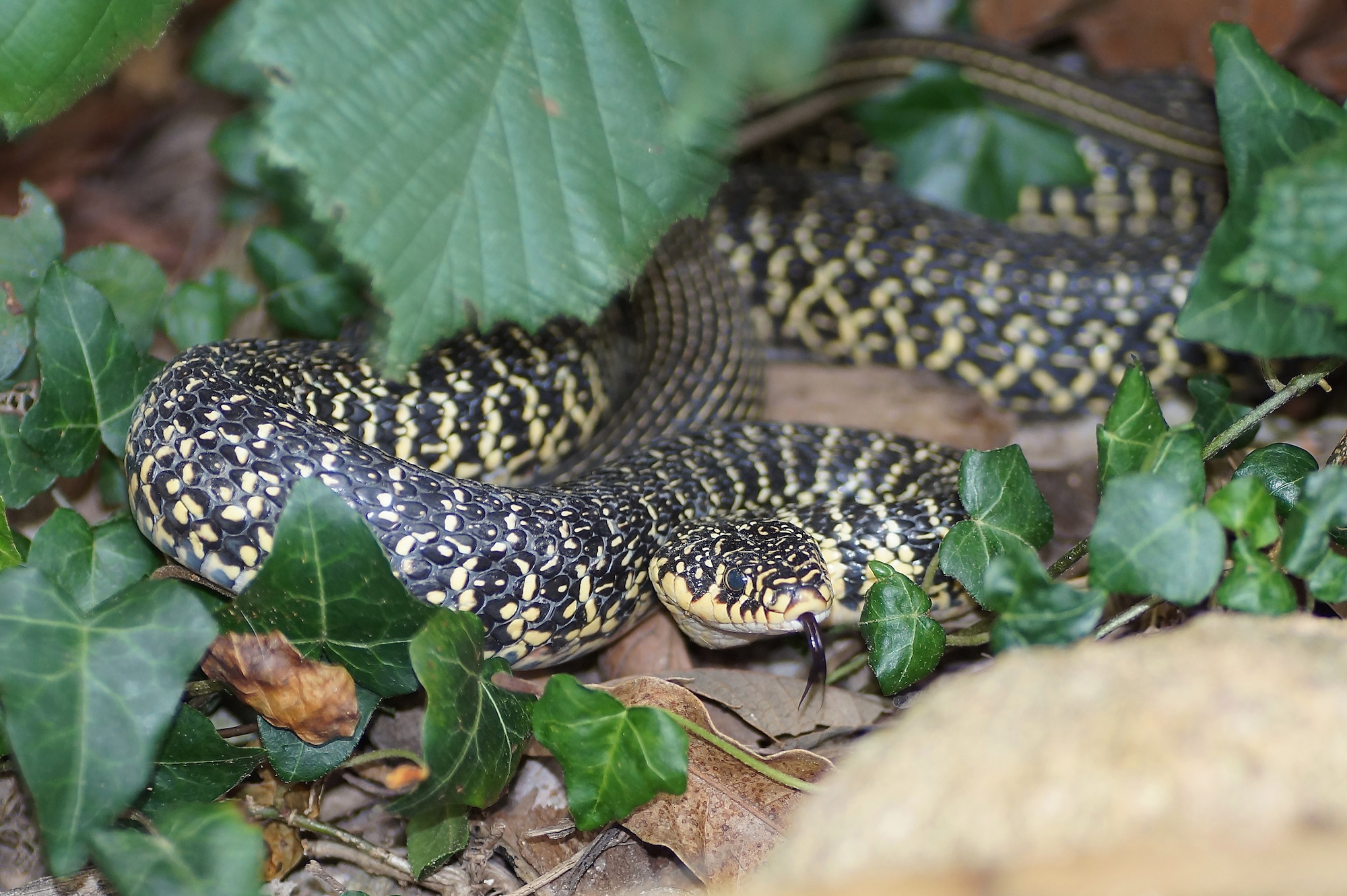 La Couleuvre Verte Et Jaune Quel Est Cet Animal La Couleuvre Verte Et Jaune Quel Est Cet Animal