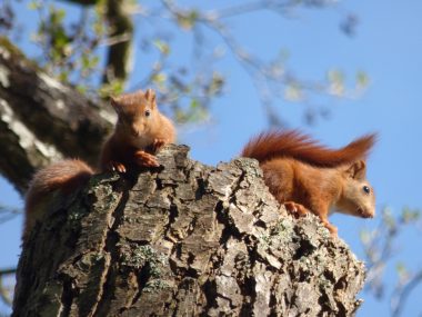 Sciurus vulgaris Sciurus vulgaris