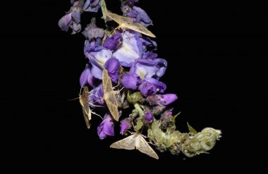 pyrales du houblon sur une fleur de glycine