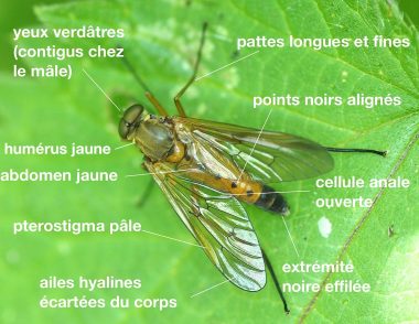 Rhagio tringarius
