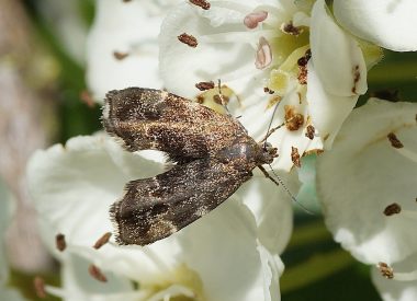 Anthophila fabriciana