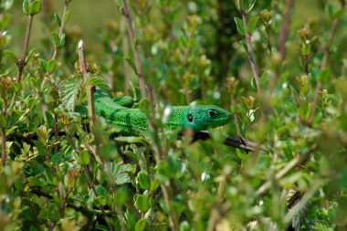 Lézard vert avec la gorge bleue
