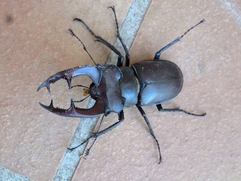 Le Lucane Cerf Volant Quel Est Cet Animal