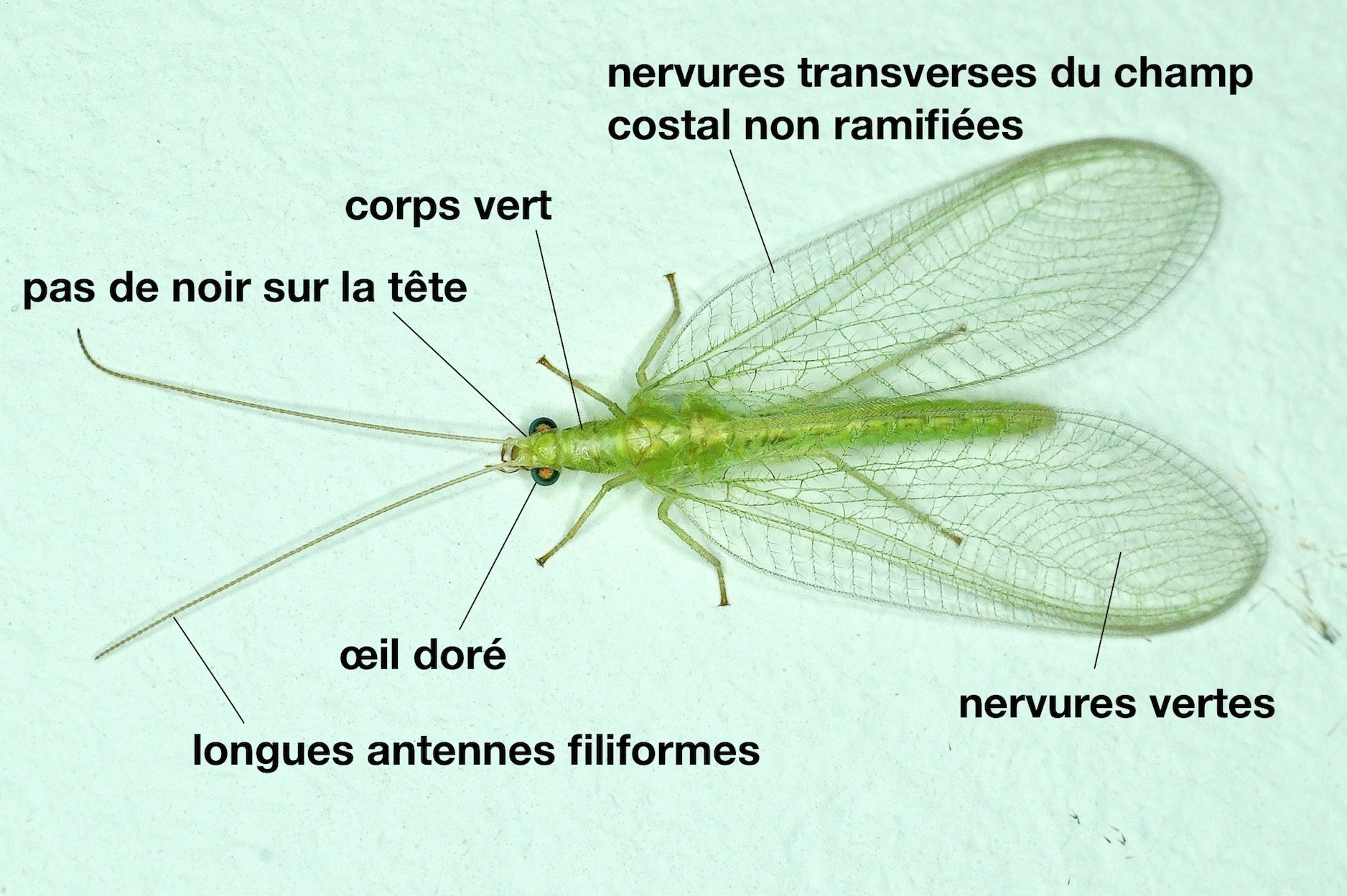 La chrysope verte - Quel est cet animal