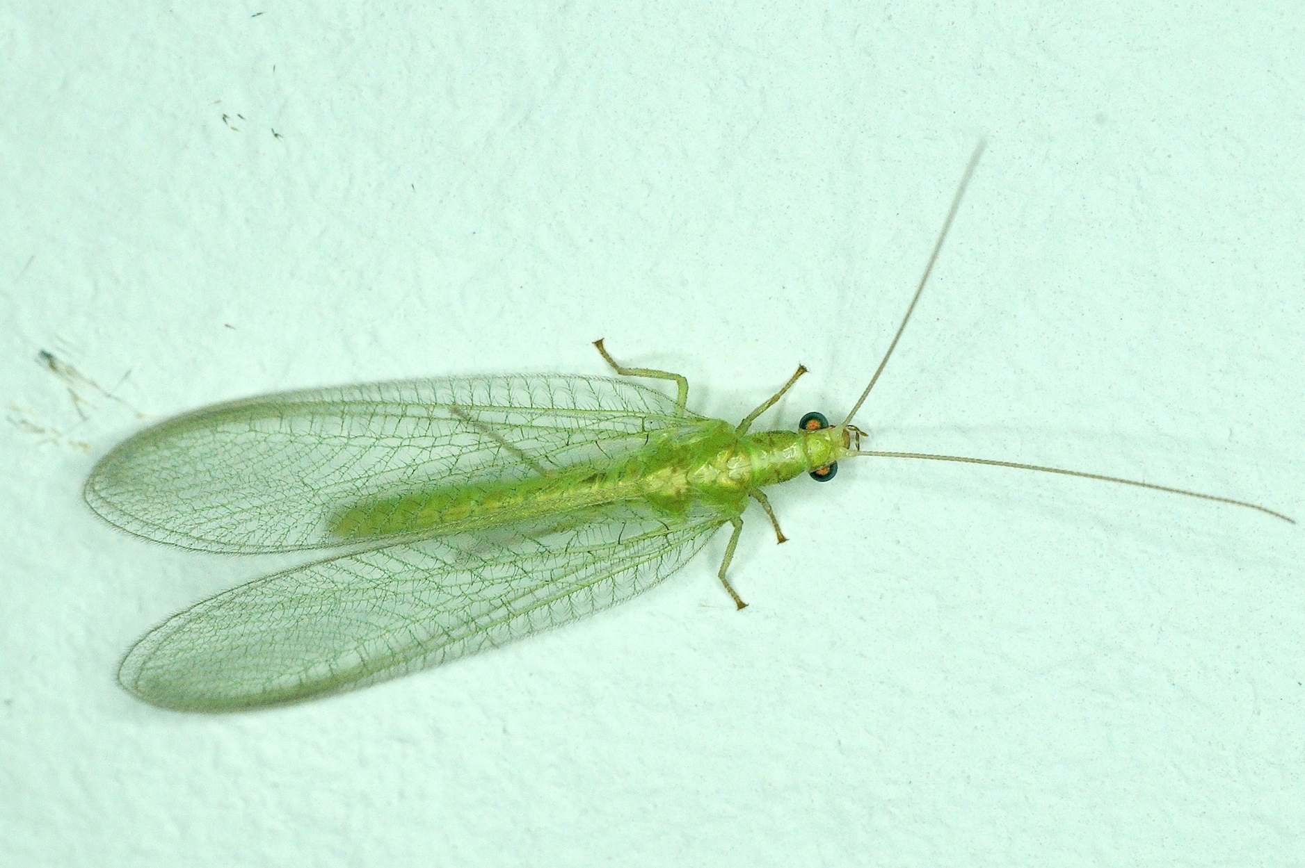 La Chrysope Verte Autres Insectes