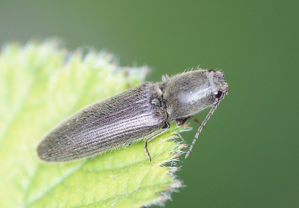 Le taupin des jardins Coléoptères Quel est cet animal Le taupin des jardins Coléoptères Quel est cet animal