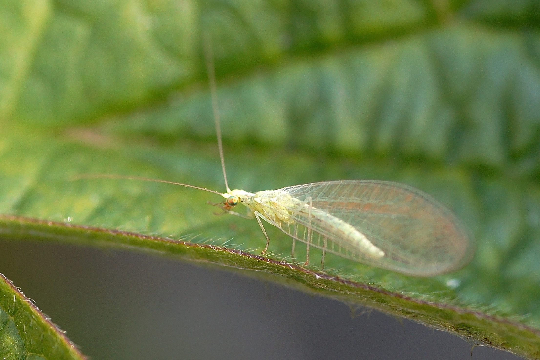 La Chrysope Verte Quel Est Cet Animal