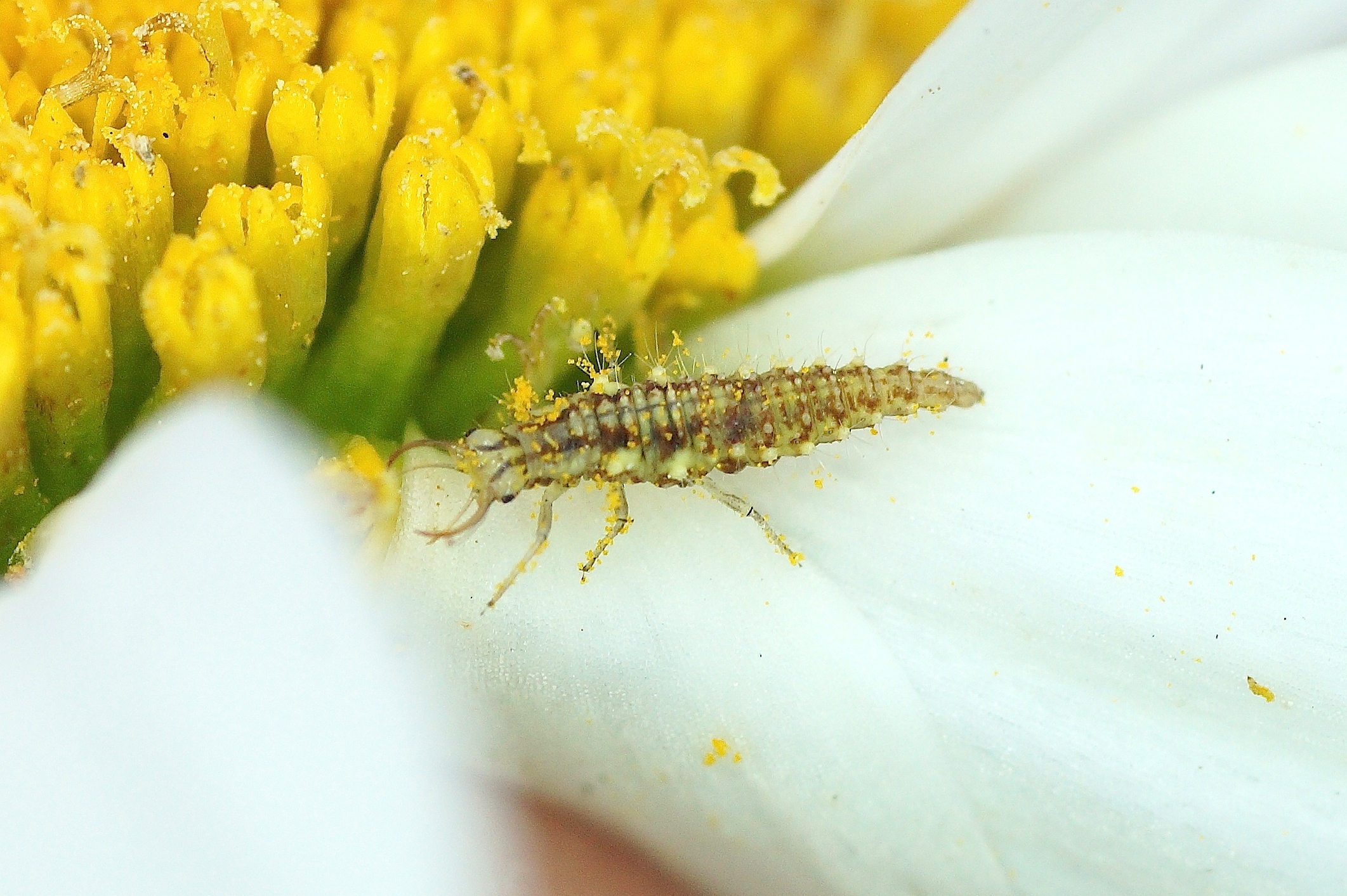 Acheter des chrysopes