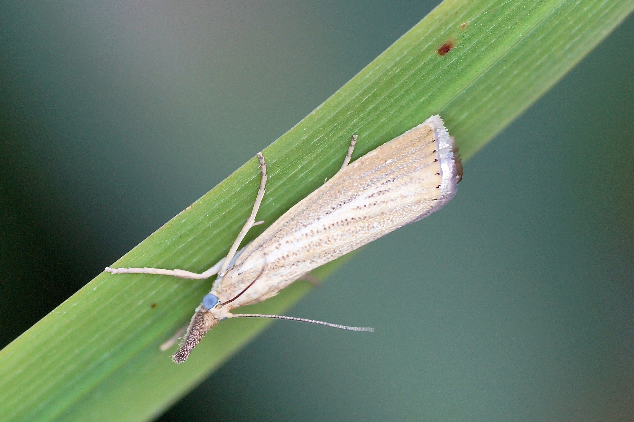 Le crambus des chaumes - Quel est cet animal