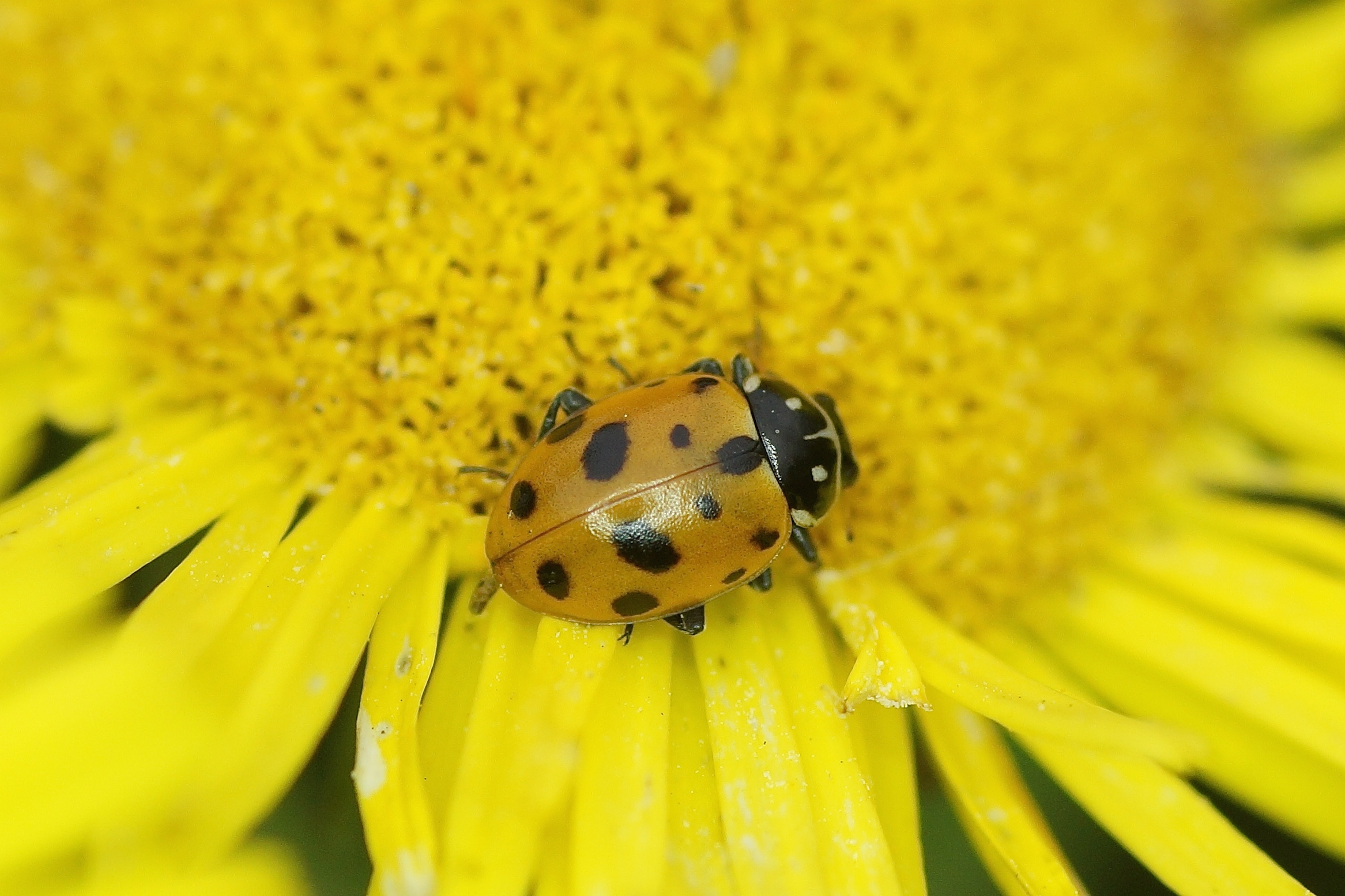 Comment Dit On Coccinelle En Anglais