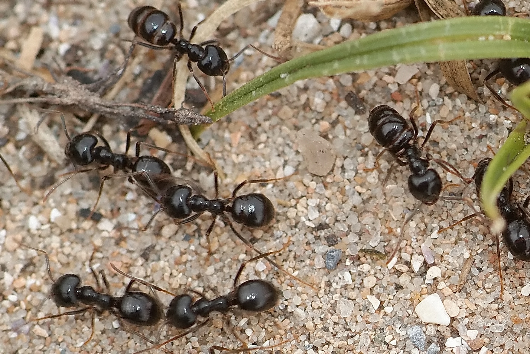 La fourmi noire des bois Quel est cet animal
