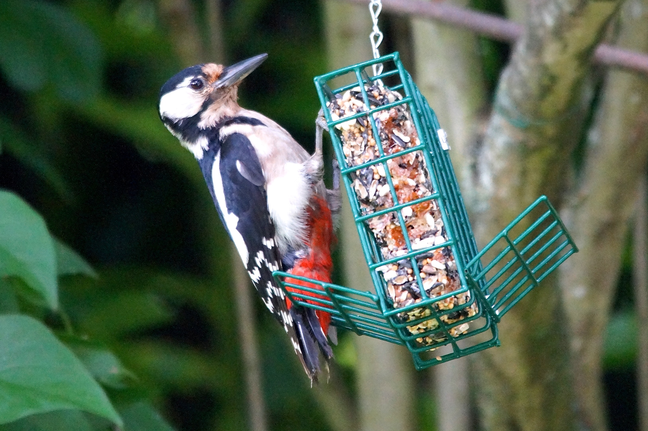 Le Pic épeiche Quel Est Cet Animal