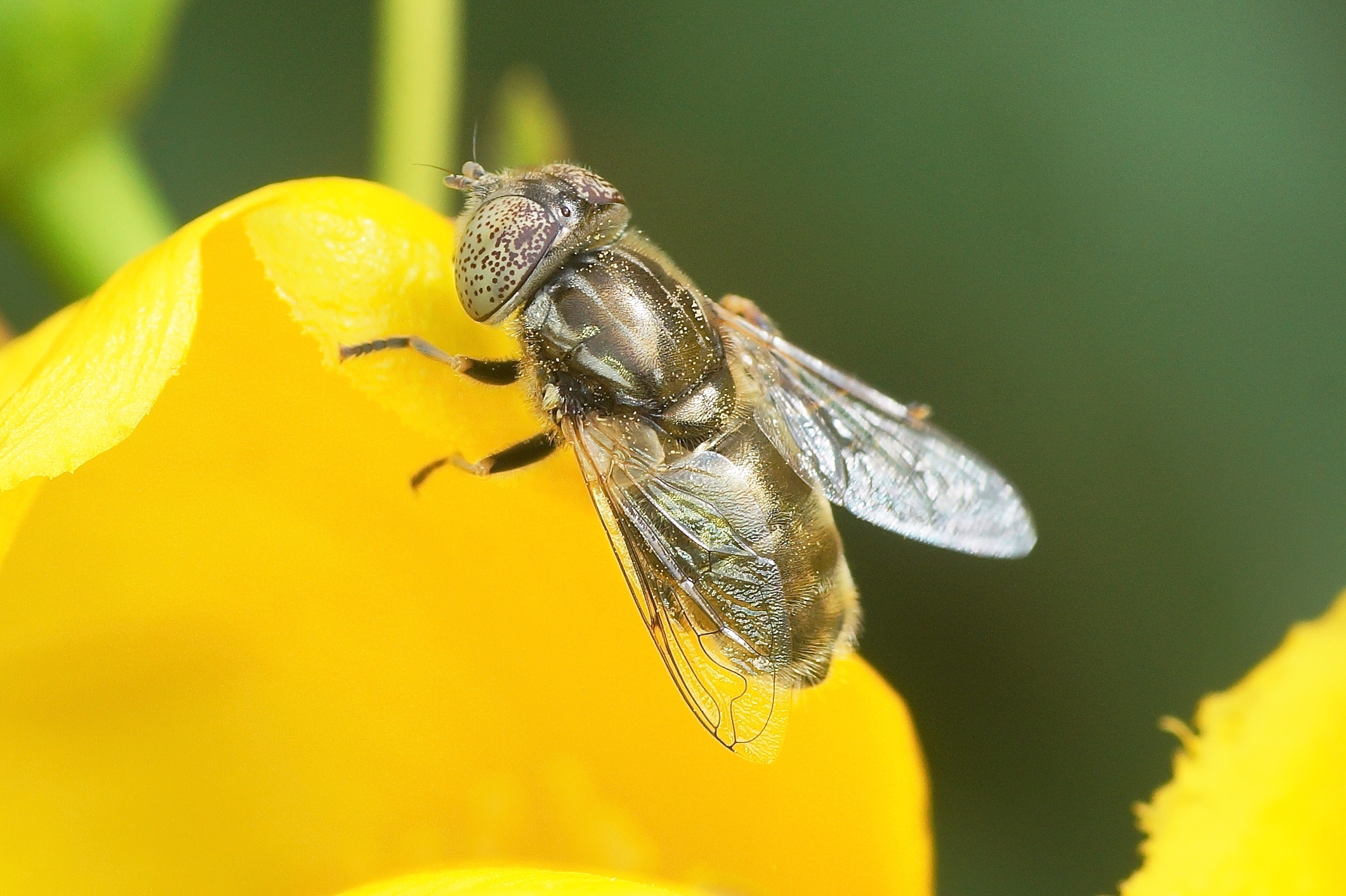 Eristalinus aeneus Quel est cet animal