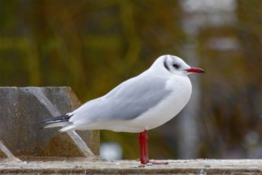 Reconnaitre Les Espèces De Mouettes Et De Goélands Quel