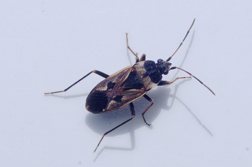 Rhyparochromus Vulgaris la Punaise Commune H mipt res Quel Est 