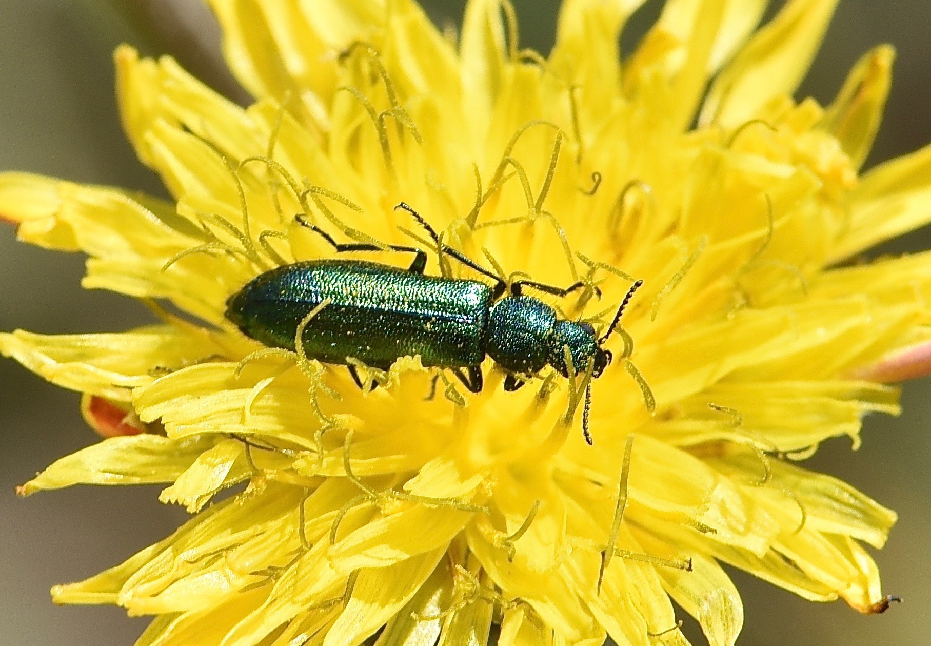 Petit Insecte Vert Fluo Qui Pique Le psilothrix vert - Quel est cet animal