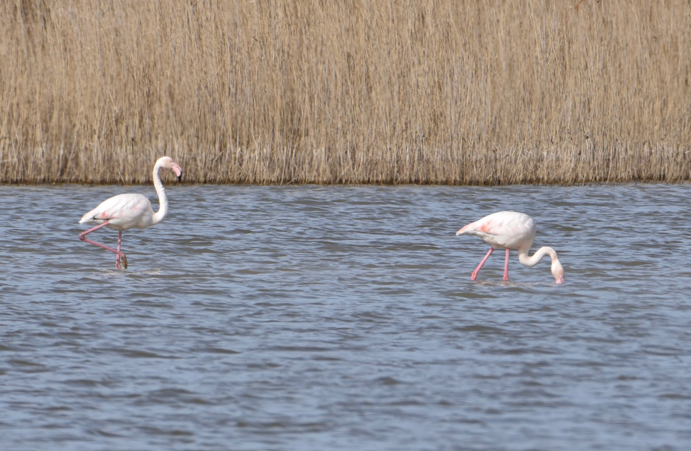 Le Flamant Rose Quel Est Cet Animal
