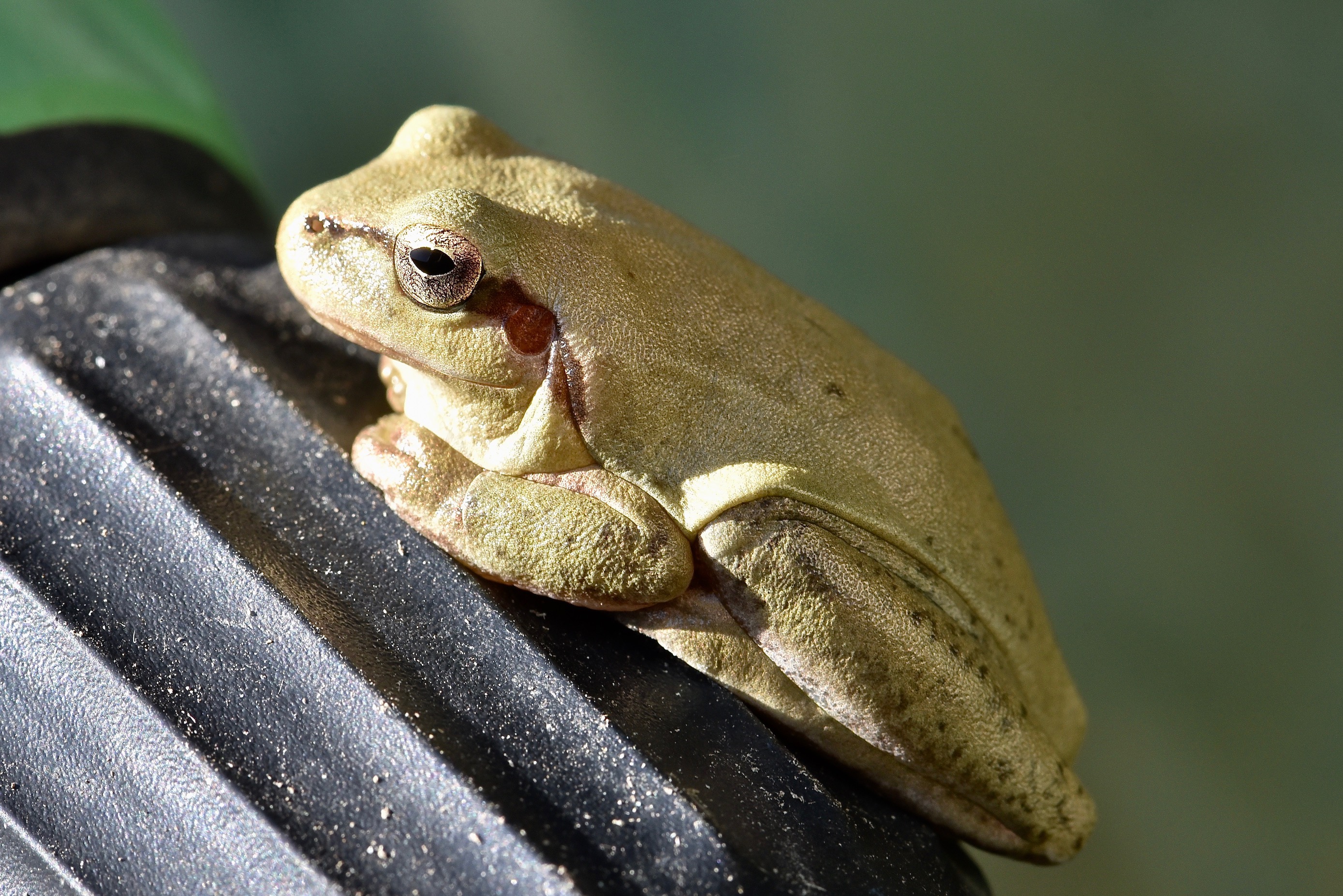 La méridionale Quel est cet animal