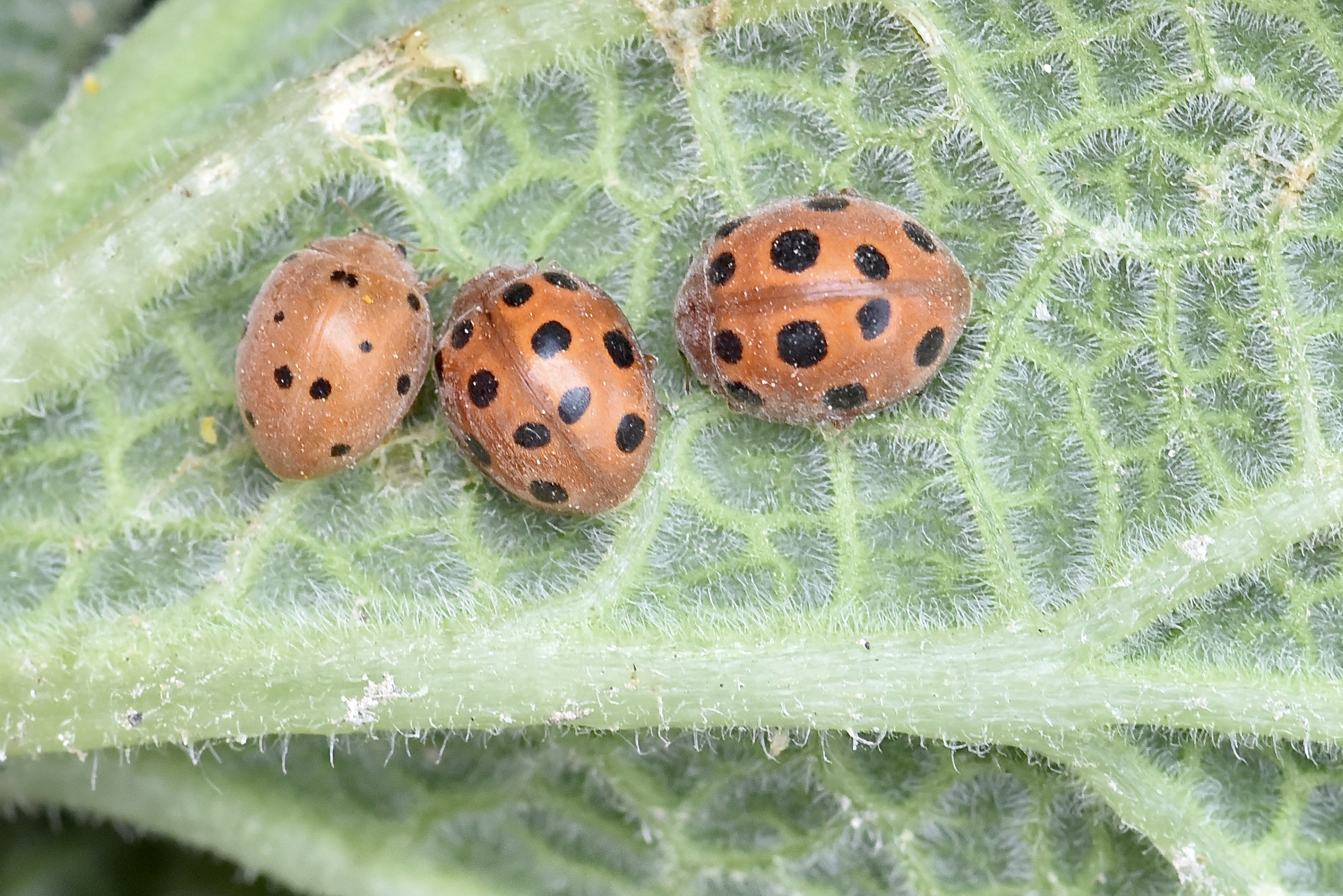 Coccinelle asiatique et coccinelle à sept points, quelle différences ? - La  Salamandre